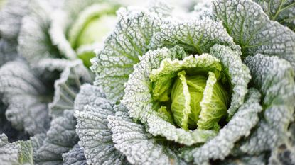 winter vegetables to grow: cabbage in frost