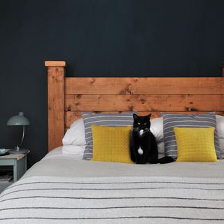 bedroom with blue wall and black cat on bed