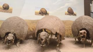 Three armadillo-like glyptodont fossils in a row at a museum exhibition.