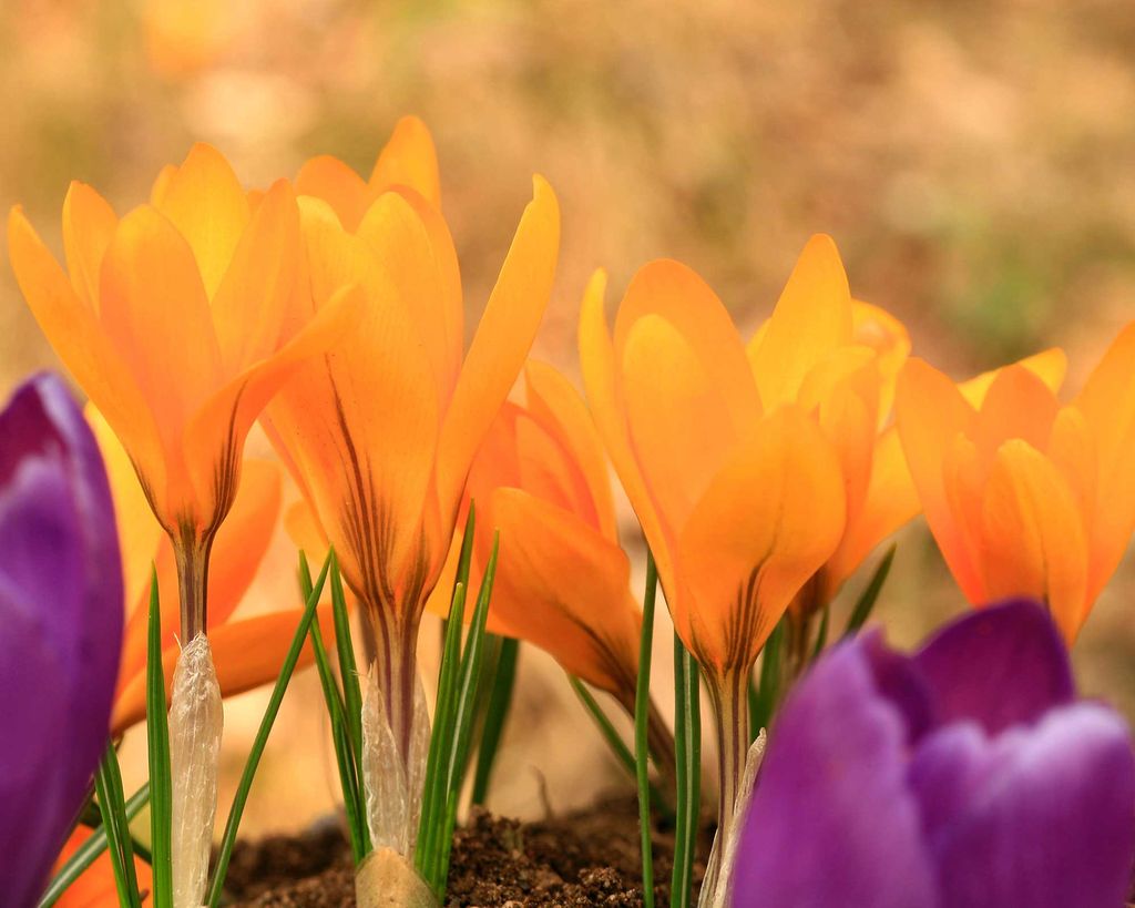 Types of crocus 12 springflowering bulbs Gardeningetc