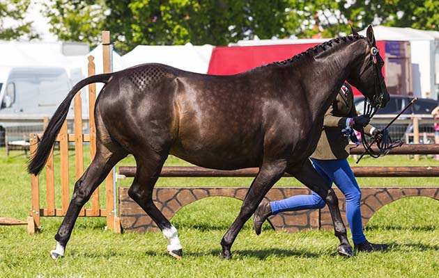 Devon County Show 2018
