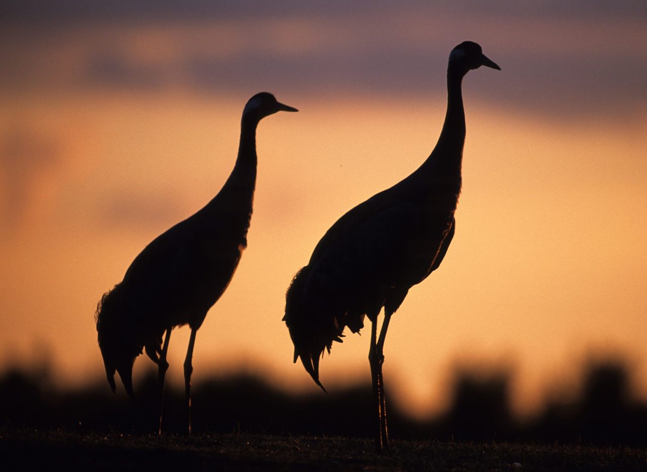 Common Cranes. (Photo by: Education Images/Universal Images Group via Getty Images)