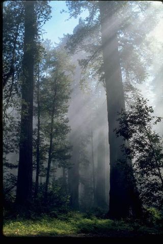 redwoods-nat-park-110415-02