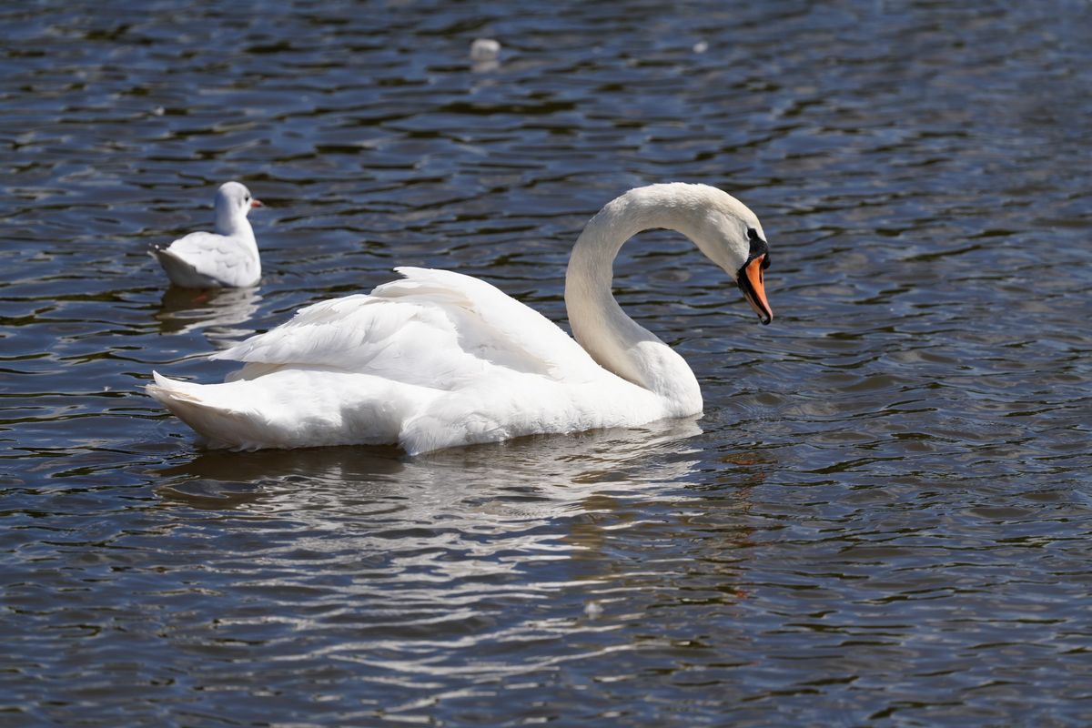 Sony FE 400mm f/4.5 GM OSS sample image