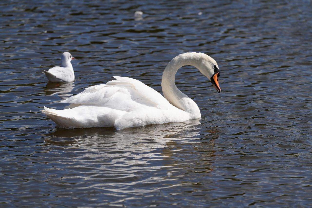 Sony FE 400mm f/4.5 GM OSS sample image