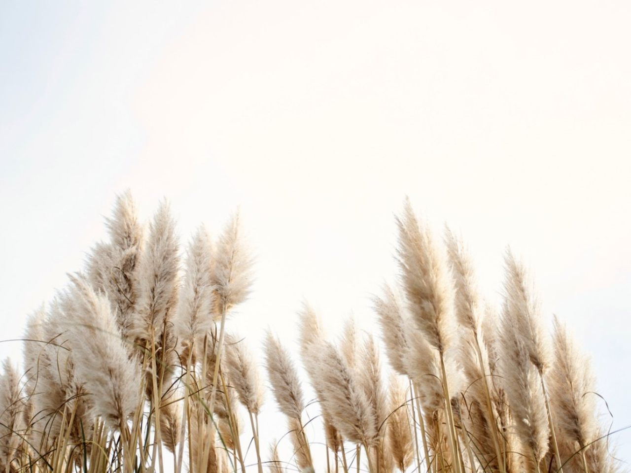 Feathery Ornamental Plume Grass