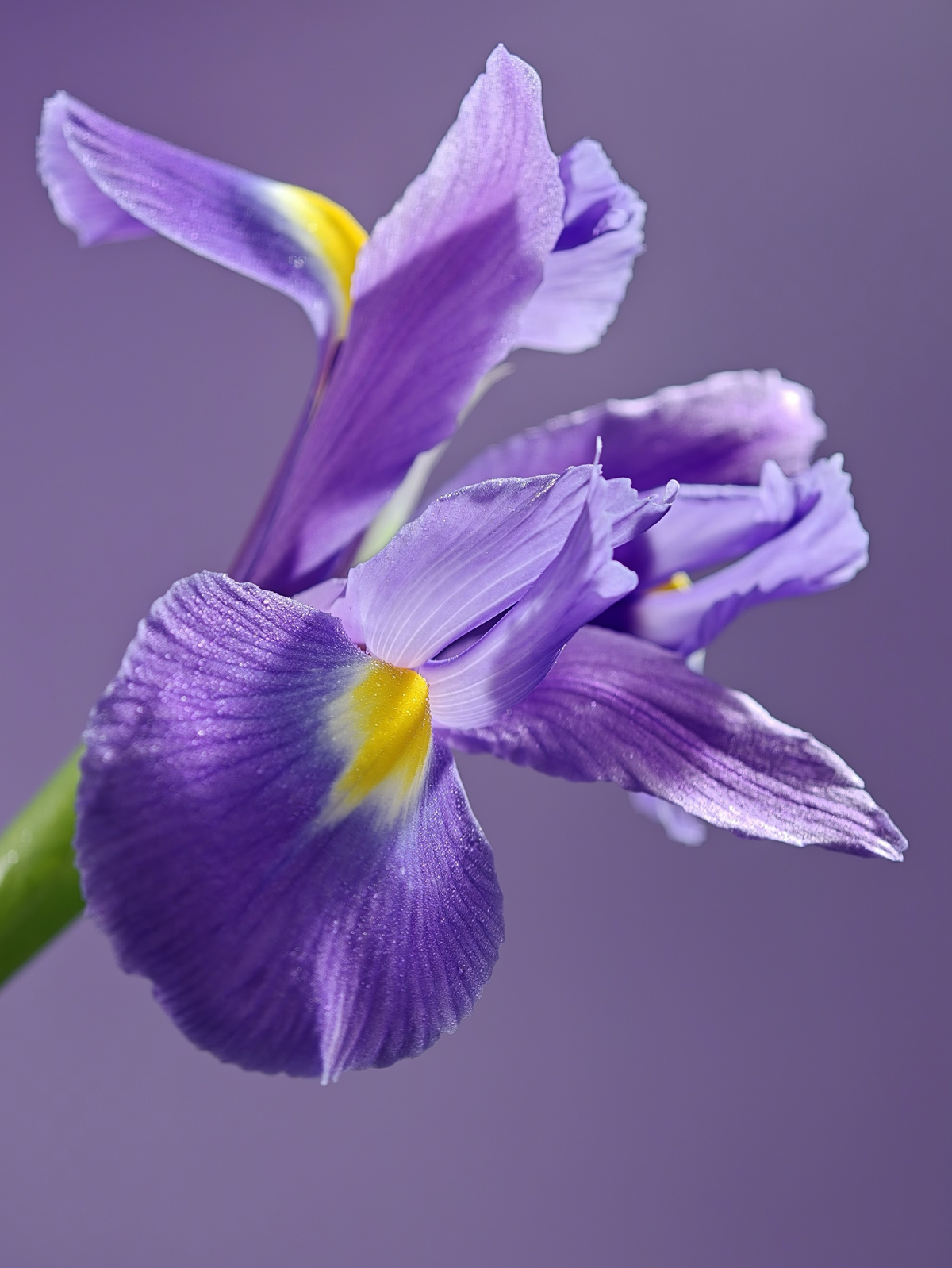 Purple flower on a purple background