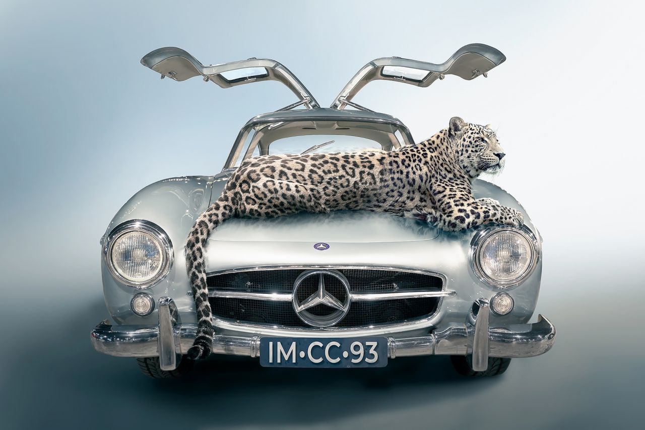 A leopard laying across a BMW