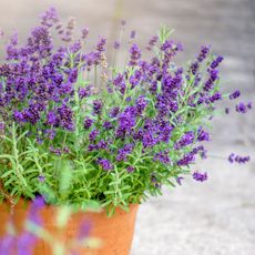 Lavender plant in terracotta pot