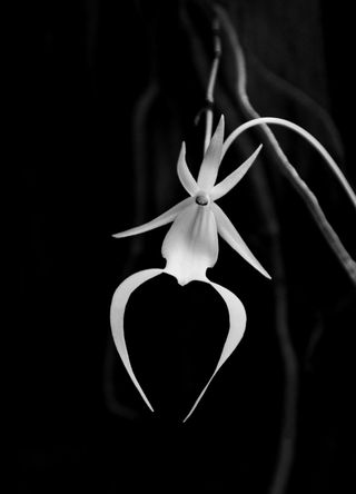 Cuba for the delicate ghost orchid