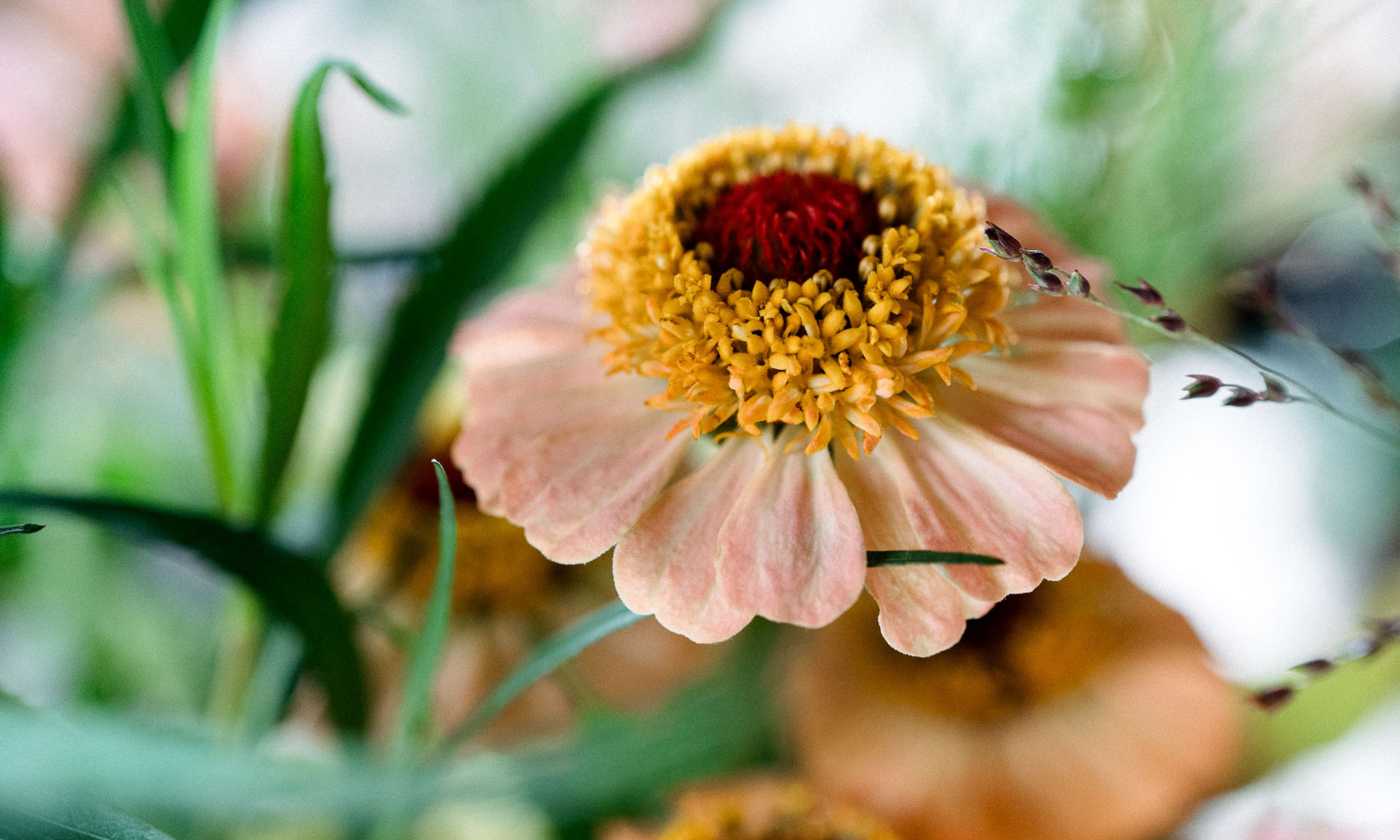 Peach zinnia flower close-up