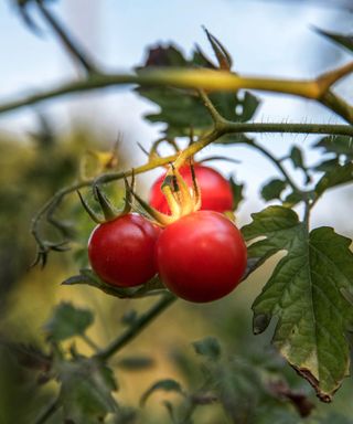 Tomato plant with red tomatoes