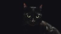 A black cat on a black background