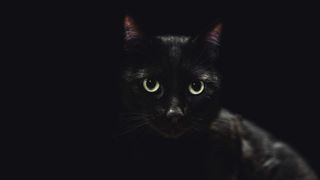 A black cat on a black background