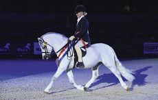 Welsh Section A / Welsh Mountain Pony