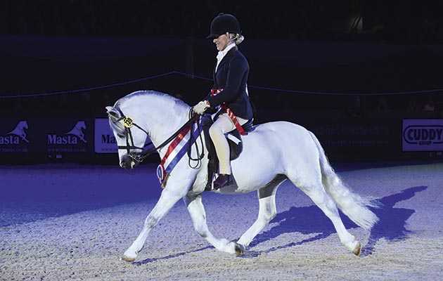 Welsh Section A / Welsh Mountain Pony