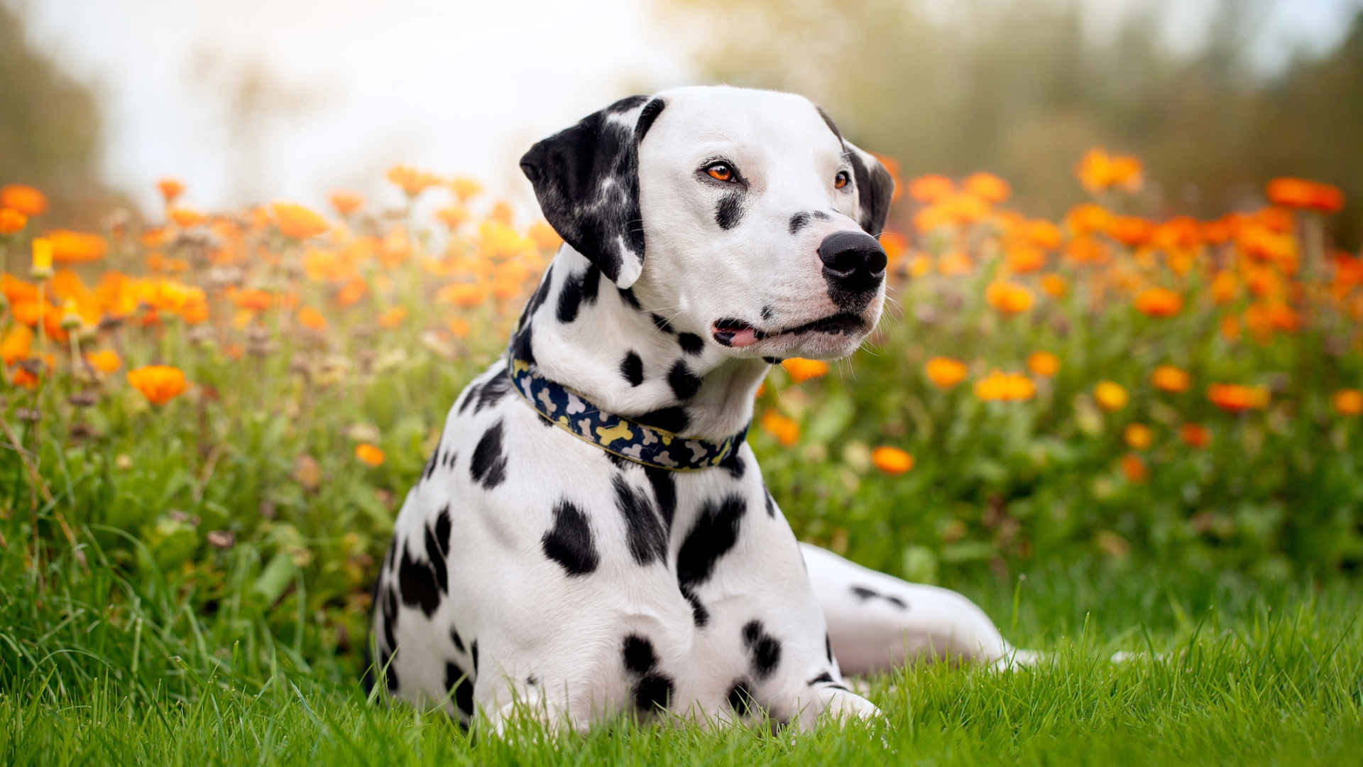 A Dalmatian sitting in a field with orange flowers in the background