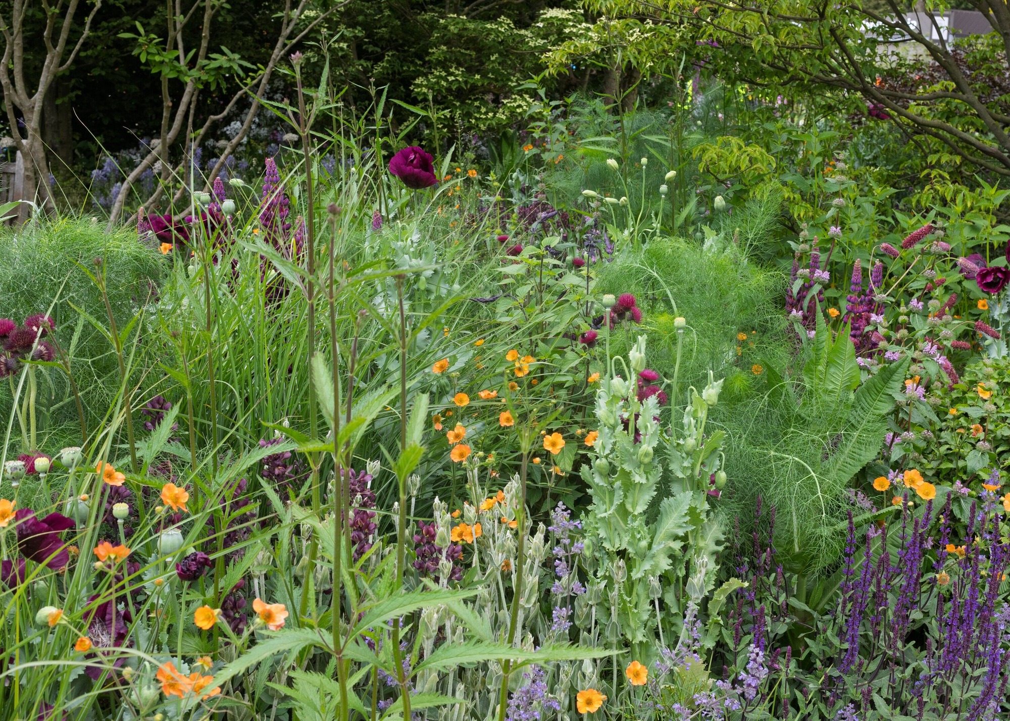 RHS Chelsea Flower Show 2025 / RHS and BBC Radio 2 Dog Garden. Designed by Monty Don. Garden filled with burgundy poppies, lupins, salvia and other flowers