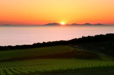 Vermentino