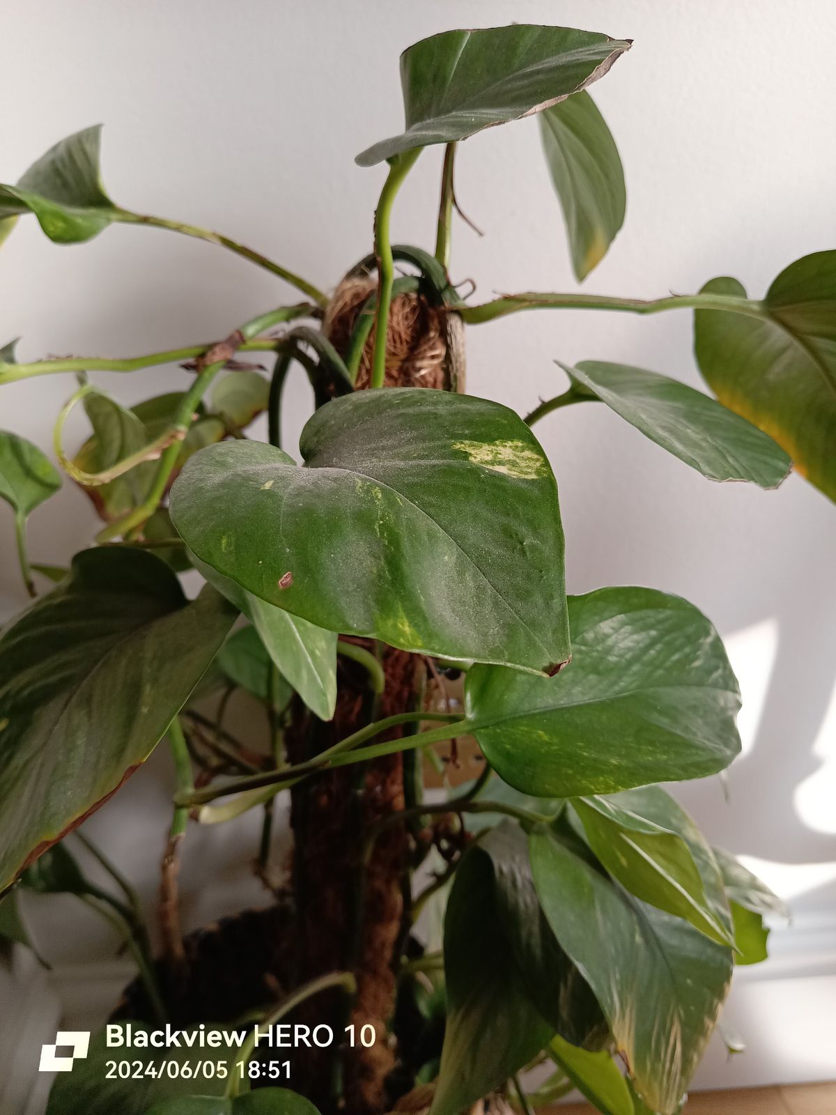 A picture of a plant