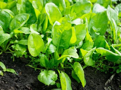 Spinach Plant In The Garden