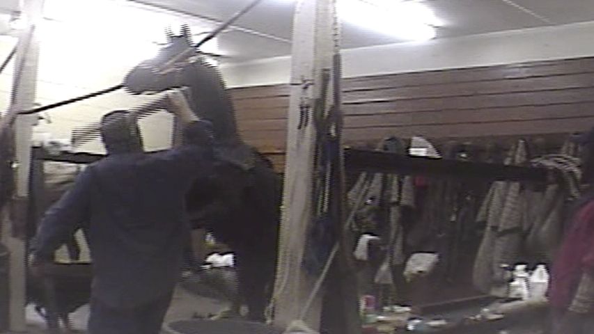 HSUS released undercover video footage revealing cruel treatment of horses in the Tennessee walking horse industry