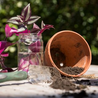 Tradescantia Zebrina cuttings in water with pot and soil for repotting