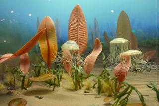 No one knows what life was like in the seas during the Ediacaran period, but new research using reverse engineering may start to fill in some details.