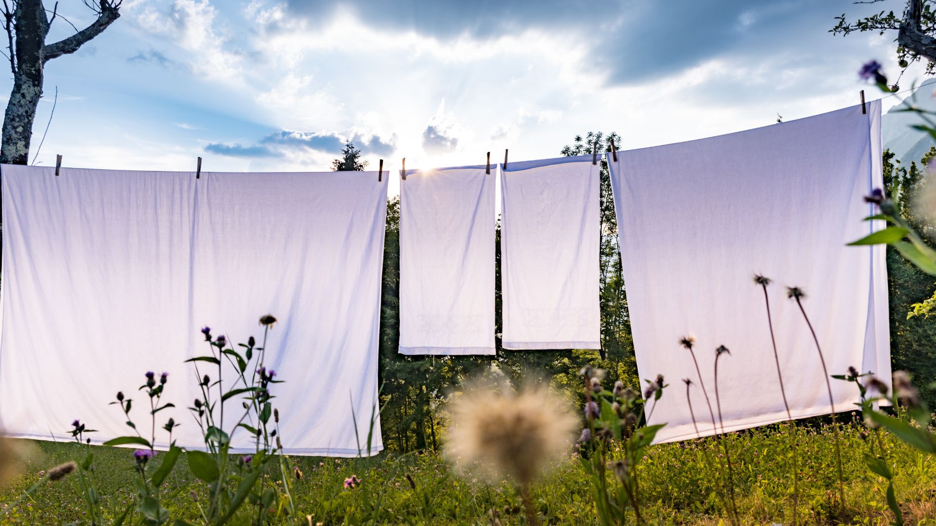picture of bed sheets being dried in a long grass garden