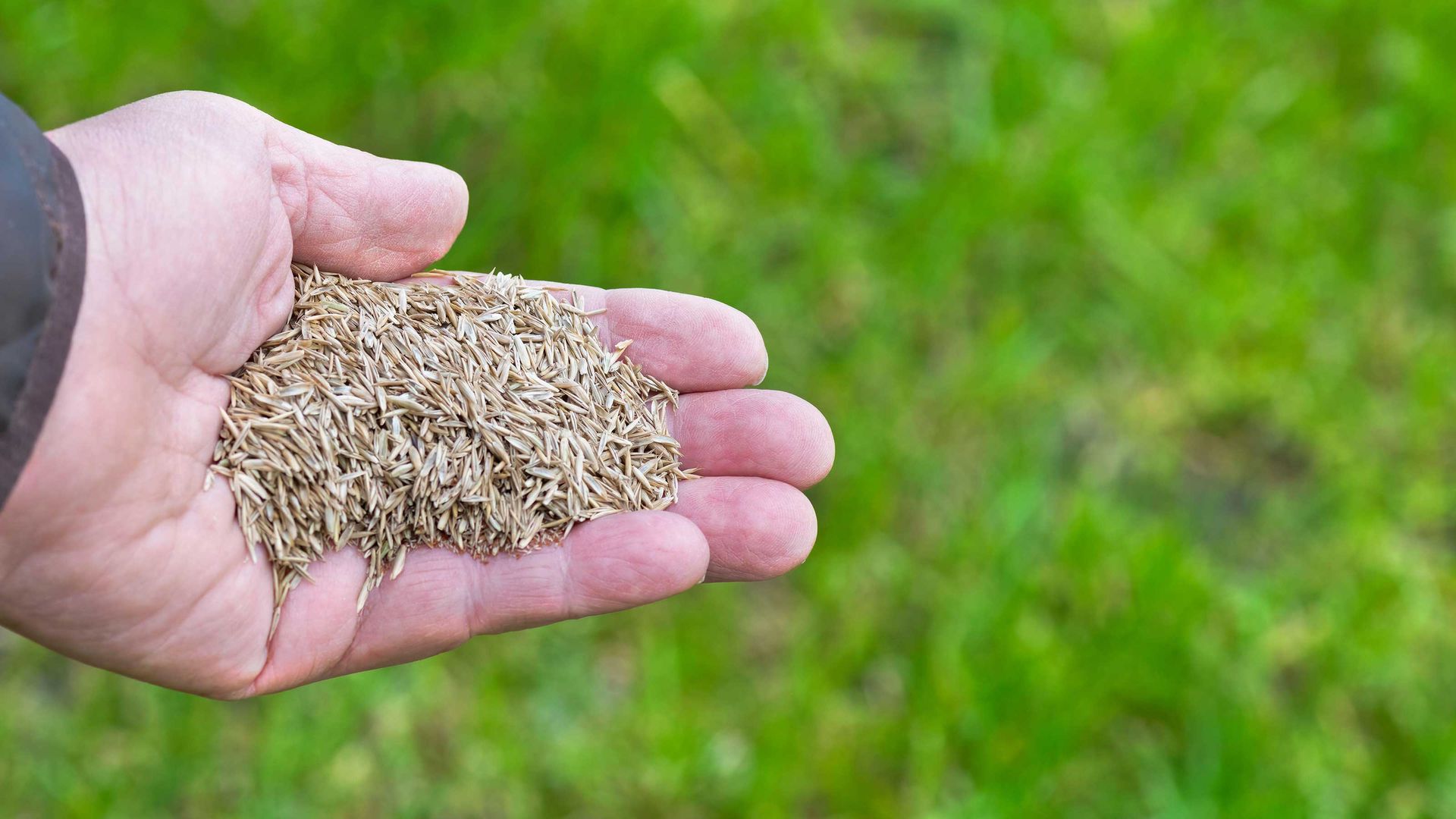 How To Repair Lawn Patches With Seed: Simple Steps For Healthy Grass ...