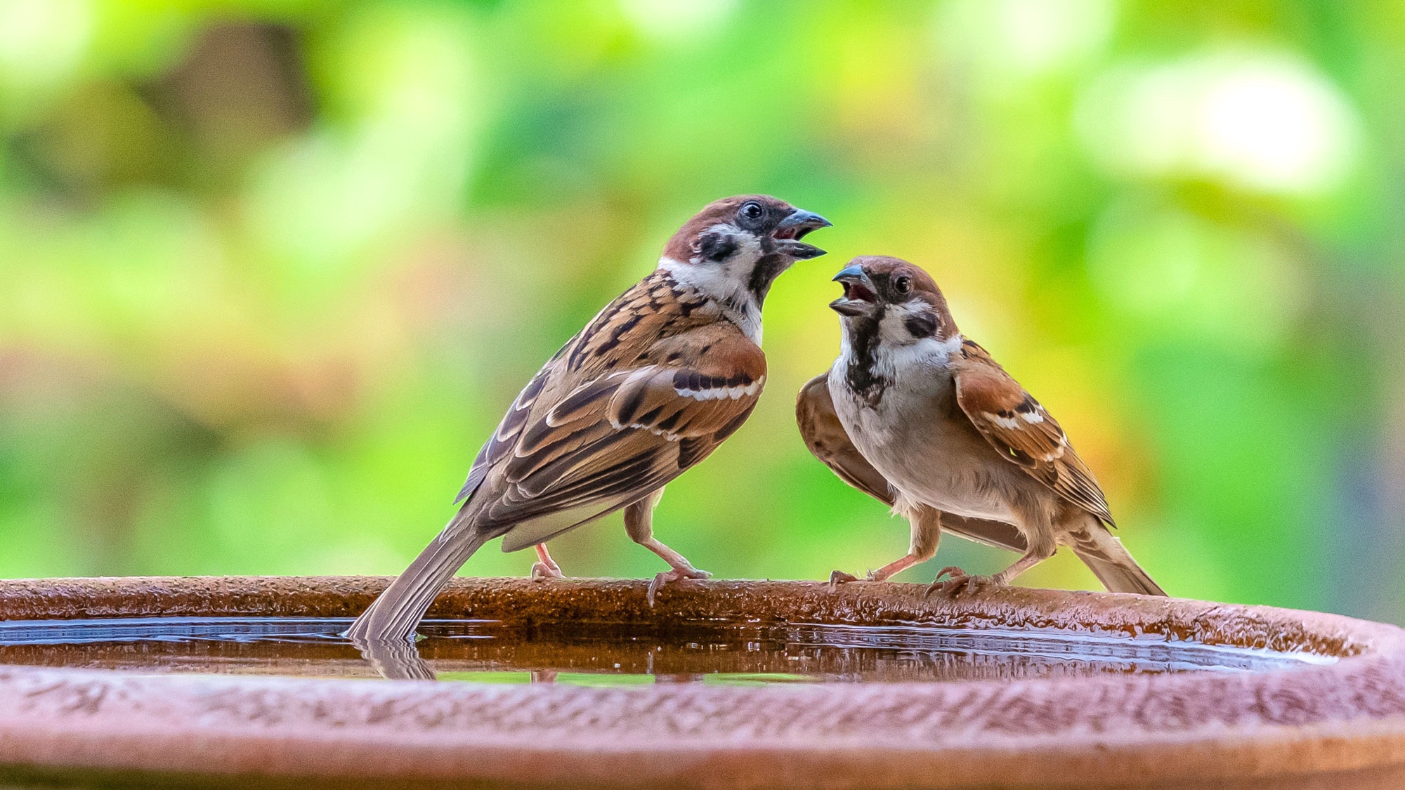 two sparrows singing on rim of shallow dish of water against green backdrop