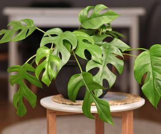 Small plant with holes in leaves in pot on side table