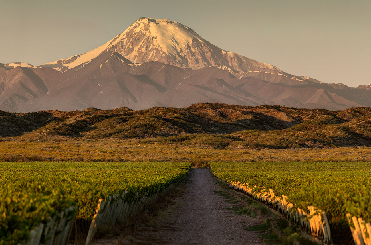 Cruz del Alto vineyard