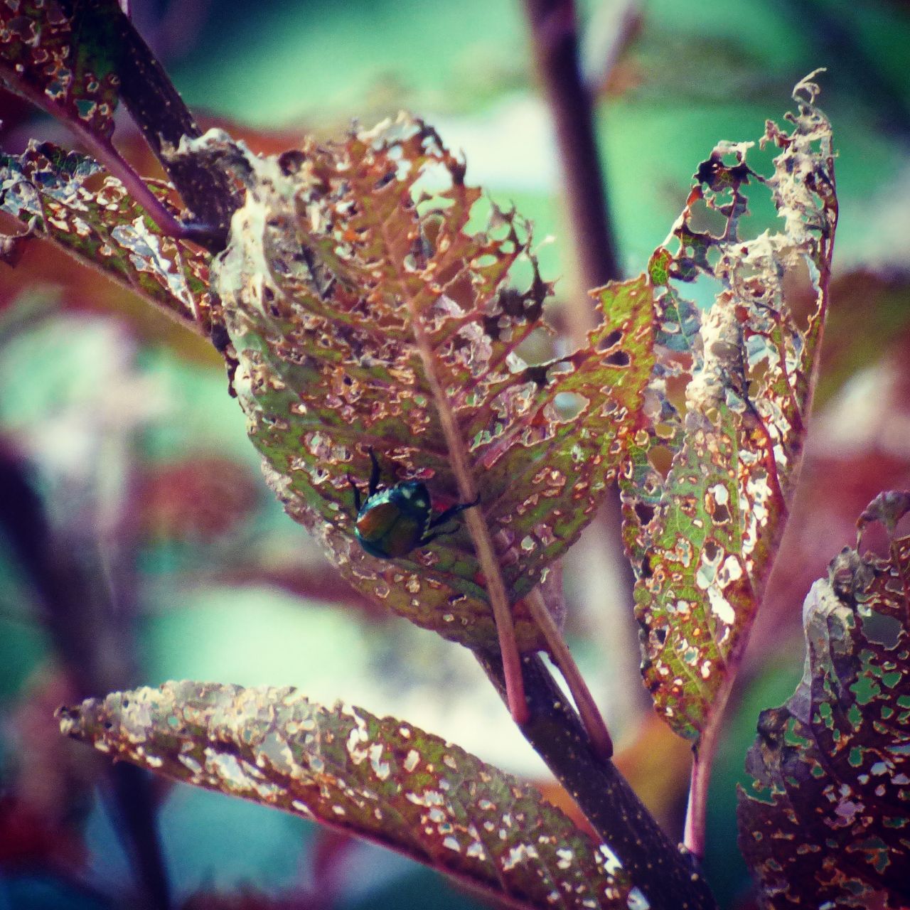 Insect On Skeletonized Plant Leaves