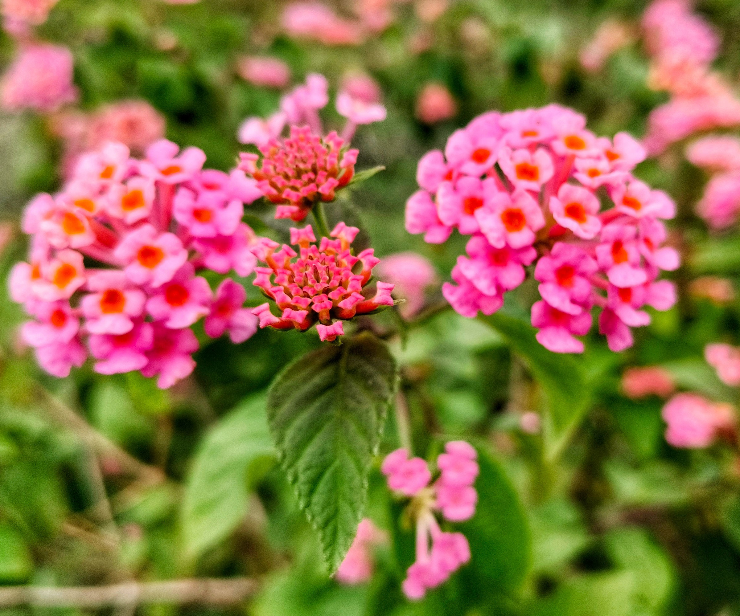 lantana plants with pink and orange flowers