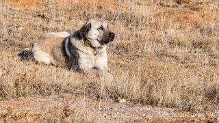 an Anatolian shepherd dog lies in a sunny and somewhat barren field field