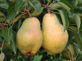 Bartlett (Williams) pear tree