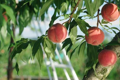 Strawberry Free White Peach Tree