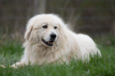 A white Great Pyrenees dog on the grass