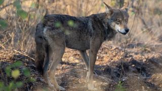 The Indian wolf (Canis lupus pallipes).