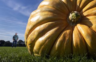 Richard Mann with his winning giant pumpkin, taken from an admittedly-cheeky angle....