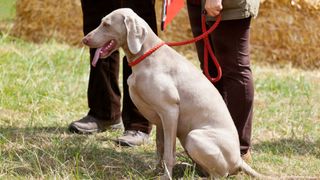 Dog on a short red leash — tips for training your dog