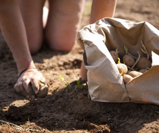 A bag of seed potatoes being planted