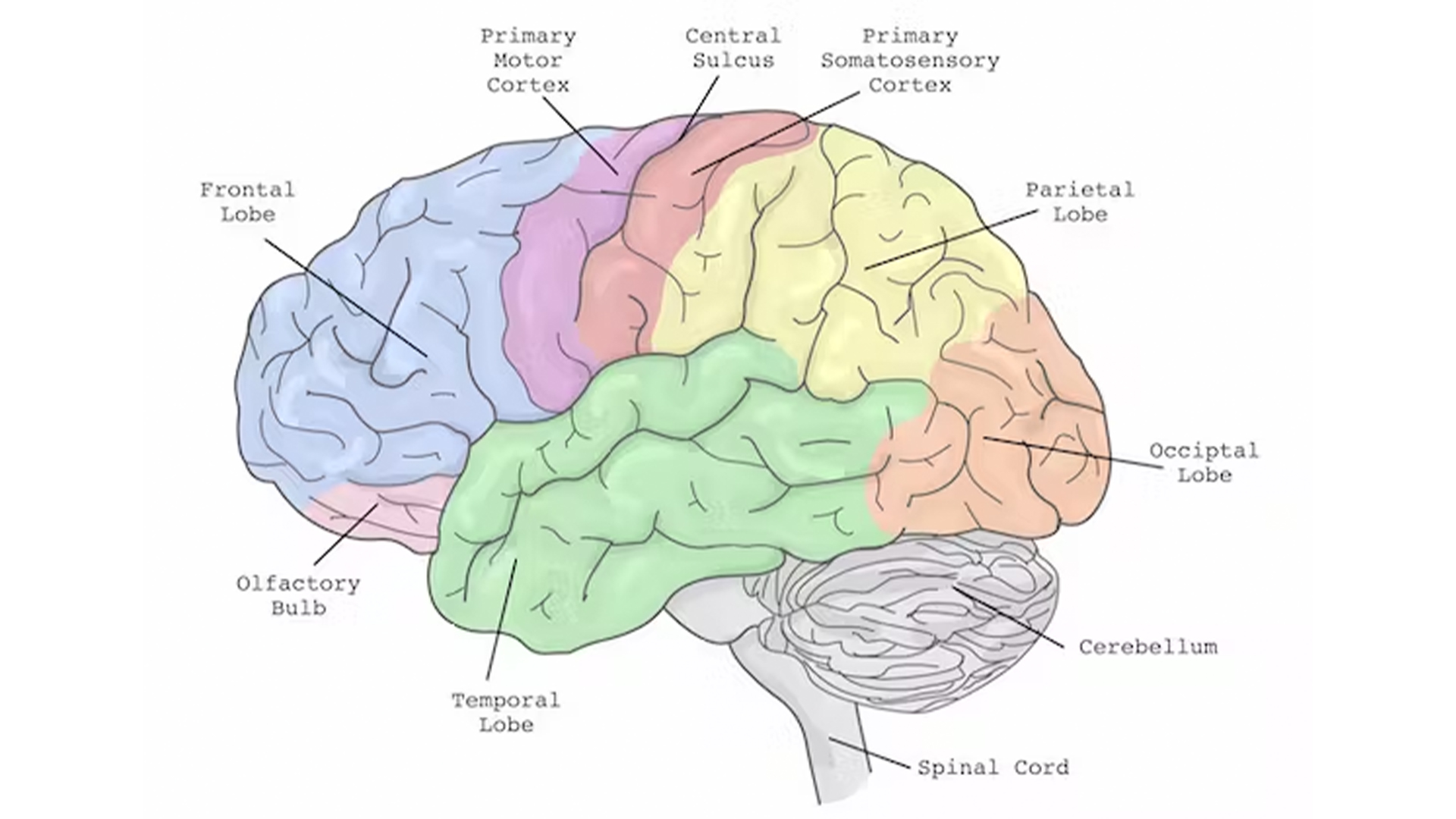 ein farbcodiertes Diagramm eines menschlichen Gehirns