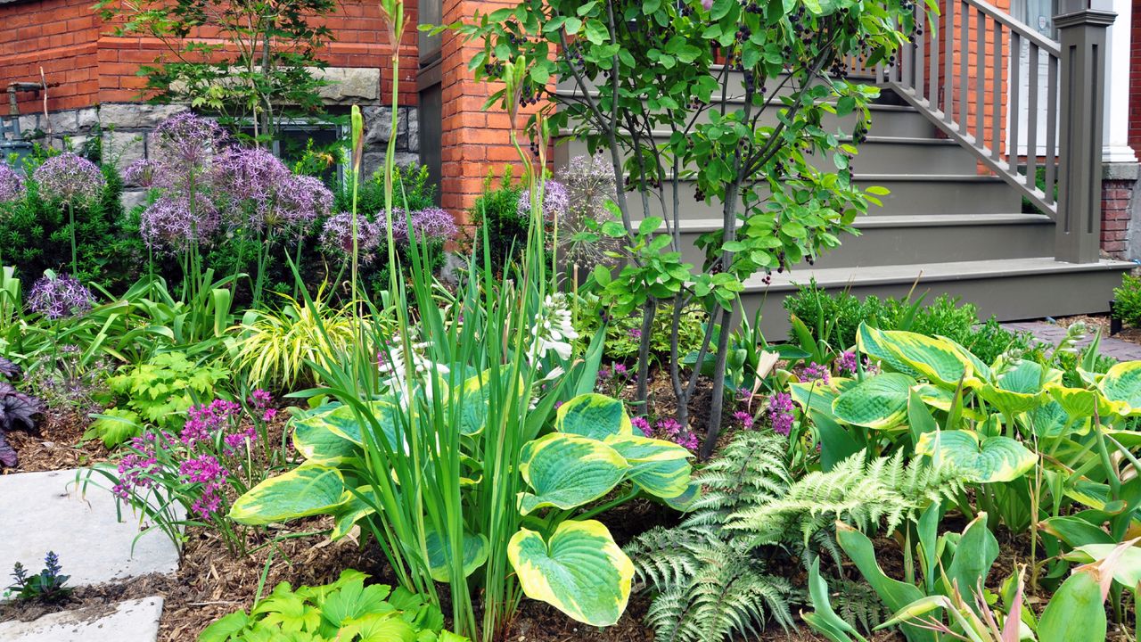 Lush front yard garden with hostas, alliums, and ferns.