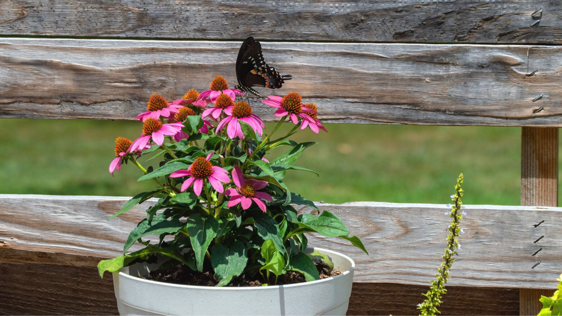 Butterfly Container Garden Ideas - Tips For Creating Butterfly ...