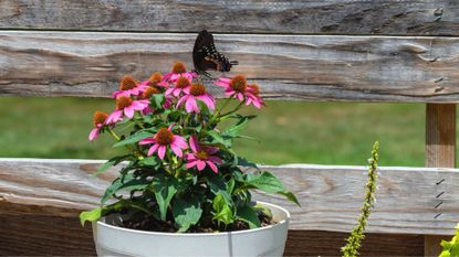 Butterfly on Potted Coneflower