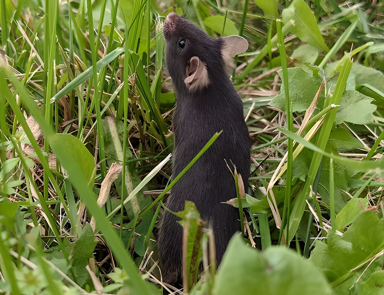 Photo a black mouse standing in grass, with its nose pointed in the air and its back to the camera.
