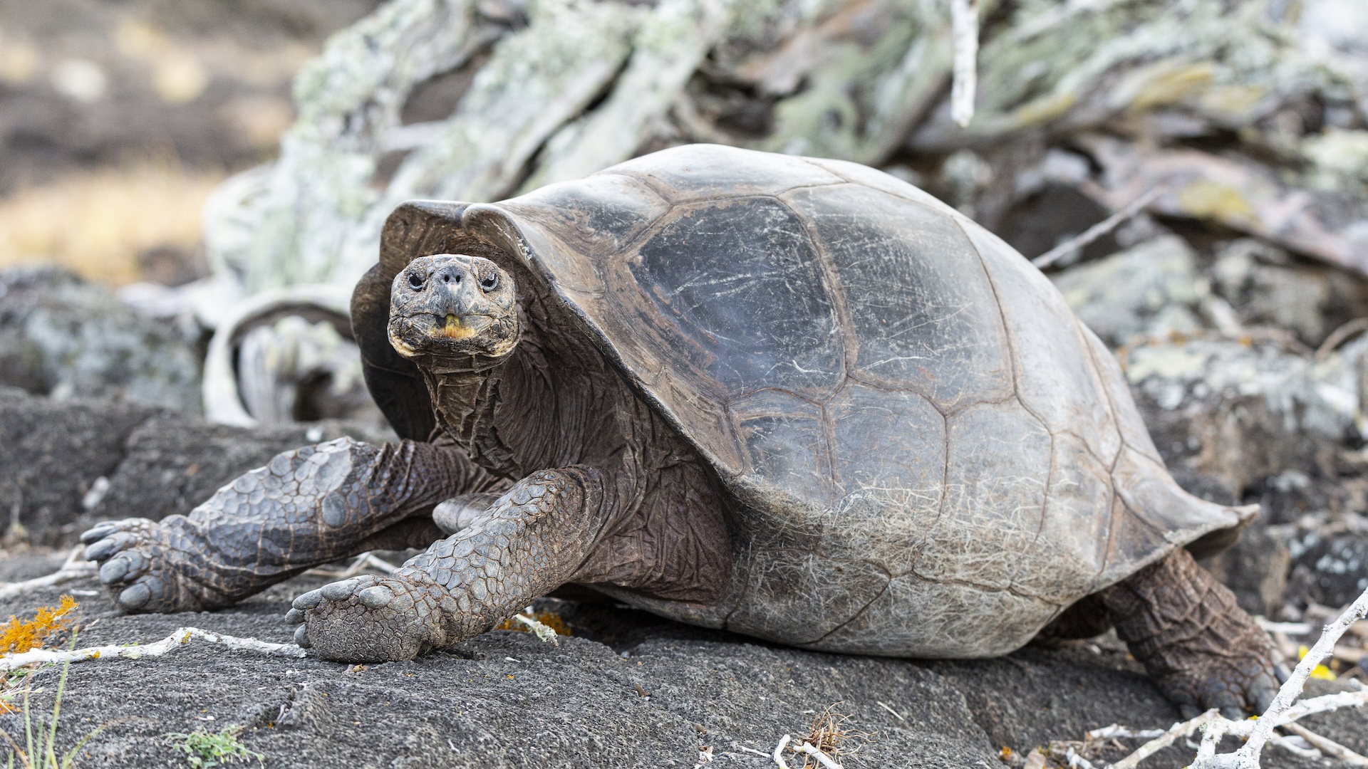 a Galapagos tortoise