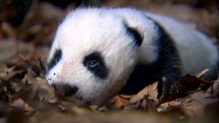 A baby panda in Planet Earth